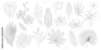 Papier peint  Tropical flowers and leaves set. Alpinia, anthurium, frangipani, heliconia, hibiscus, lotus, orchid, strelitzia. Vector botanical illustration, contour graphic drawing.