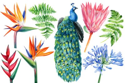 Papier peint  Tropical flowers and peacock on isolated white, watercolor drawing. Strelitzia, protea, fern, heliconia and agapanthus