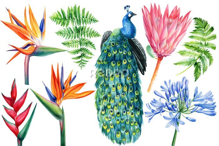 Papier peint  Tropical flowers and peacock on isolated white, watercolor drawing. Strelitzia, protea, fern, heliconia and agapanthus