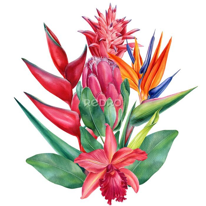 Papier peint  Tropical flowers, callas, orchids, bromeliad, protea, strelitzia. watercolor illustration on isolated white background