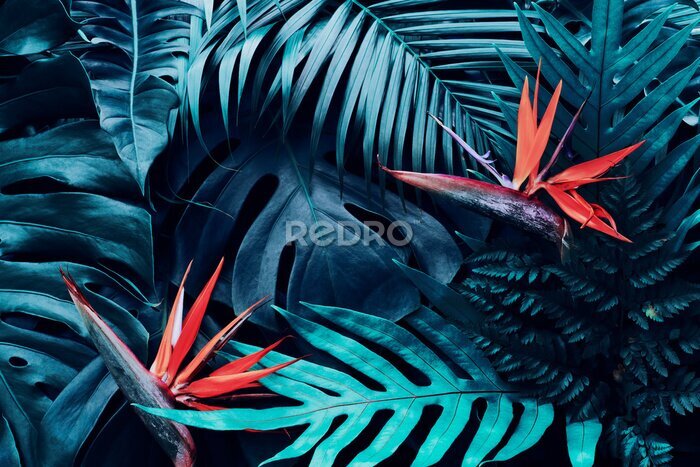 Papier peint  Tropical flowers, Closeup of Bird of Paradise or strelitzia reginae bouquet blooming on blue leaves background