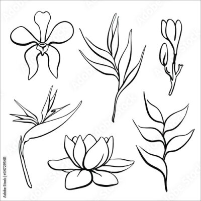 Papier peint  Tropical flowers collection: orchid, lotus, strelitzia, plumeria, heliconia. Hand drawn black line sketch of tropical flowers and leaves isolated on white background. Vector illustration