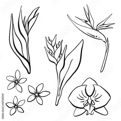 Papier peint  Tropical flowers collection: orchid, strelitzia, plumeria, heliconia. Hand drawn black line sketch of tropical flowers and leaves isolated on white background. Vector illustration