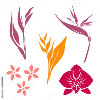 Papier peint  Tropical flowers collection: orchid, strelitzia, plumeria, heliconia. Hand drawn colorful sketch of tropical flowers and leaves isolated on white background. Vector illustration