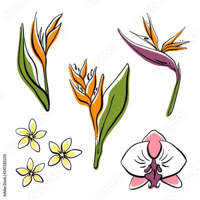 Papier peint  Tropical flowers collection: orchid, strelitzia, plumeria, heliconia. Hand drawn colorful sketch of tropical flowers and leaves isolated on white background. Vector illustration