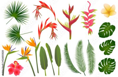 Papier peint  Tropical flowers exotic leaves vector jungle collection. Strelitzia, hibiscus, billbergia, frangipani, heliconia tropical flowers,  monstera leaves, palm exotic foliage. Jungle ikebana plants set.