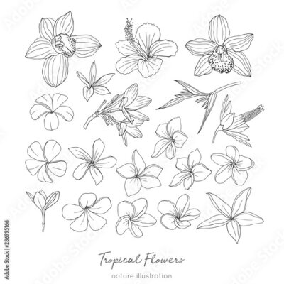 Papier peint  Tropical flowers hand drawn sketches set. Blooming orchids, exotic Frangipani plant black ink illustrations. Outline Hibiscus, Strelitzia, Plumeria blossom. Monochrome floral postcard design elements