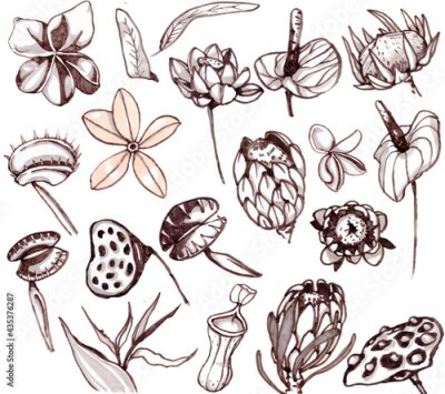 Papier peint  Tropical flowers monohrome sketch collection. Hand drawn llustration set of exotic flowering plants - otus, calla, venus flycatcher, nepenthe, Plumeria, Protea, Strelitzia.
