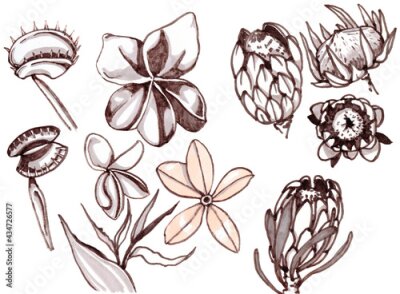 Papier peint  Tropical flowers monohrome sketch collection. Vector illustrations of exotic flowering plants - Plumeria, Protea, otus, venus flycatcher, Strelitzia.