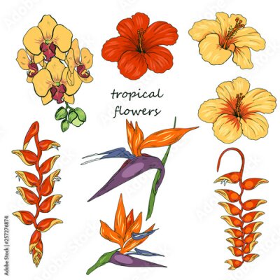 Papier peint  Tropical flowers, orchids, hibiscus, Heliconia and strelitzia isolated on white background, vector illustration