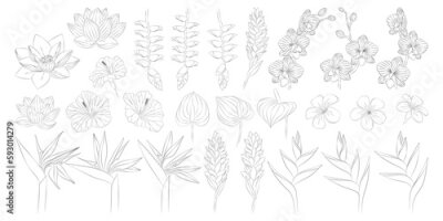 Papier peint  Tropical flowers set. Alpinia, anthurium, frangipani, lotus, heliconia, hibiscus, orchid, strelitzia. Vector botanical illustration, contour graphic drawing.