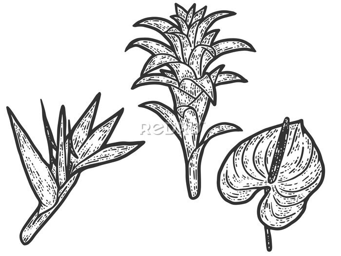 Papier peint  Tropical flowers set. Engraving raster illustration. Sketch scratch board imitation.