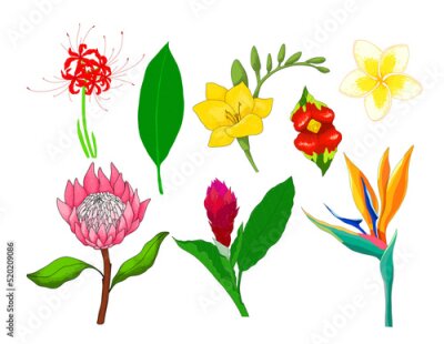 Papier peint  tropical flowers set. illustration of tropical flowers bright from the jungle strelitzia, magnolia, hawaiian ginger, freesia, plumeria, isolated vector element for design template