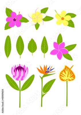 Papier peint  Tropical flowers, strelitzia, calla, plumeria, hibiscus, protea, exotic plants with leaves isolated on white