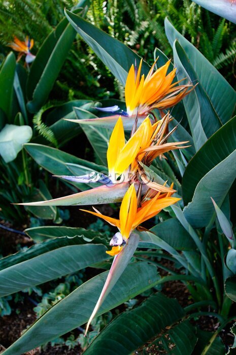 Papier peint  Tropical flowers ( Strelitzia ). Madeira island, Portugal
