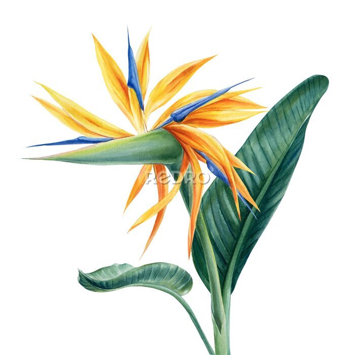Papier peint  Tropical flowers Strelitzia palm tree on isolated white background, watercolor illustration