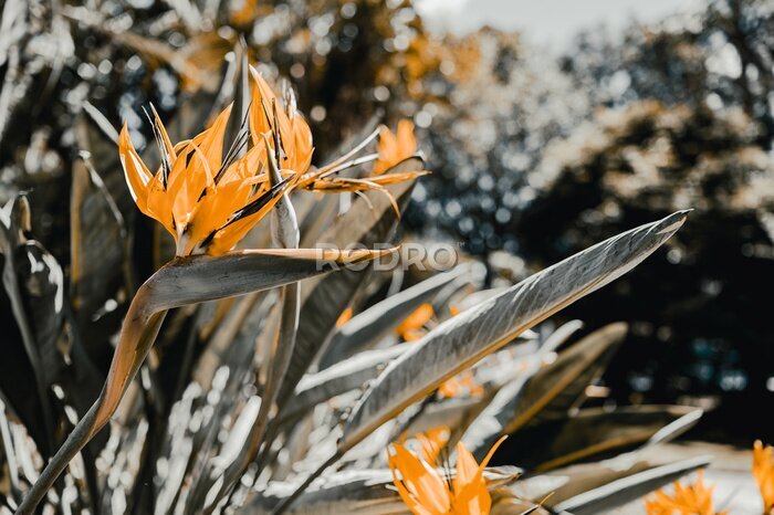 Papier peint  Tropical forest, Bird of paradise flower or strelitzia reginae blooming