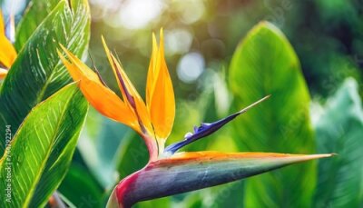 Papier peint  tropical forest bird of paradise flower or strelitzia reginae blooming on green nature background