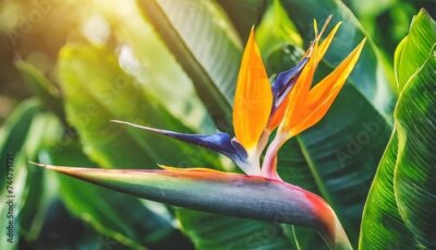 Papier peint  tropical forest bird of paradise flower or strelitzia reginae blooming on green nature background