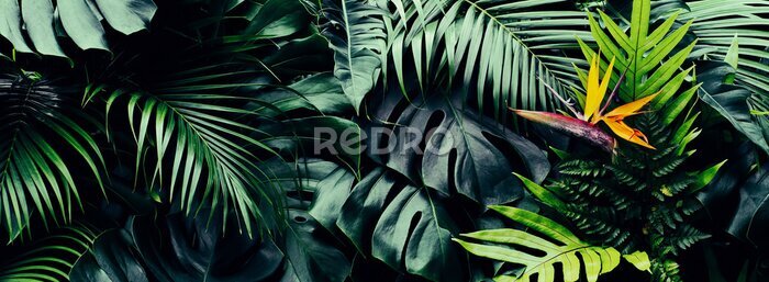Papier peint  Tropical forest, Bird of paradise flower or strelitzia reginae blooming on green nature background
