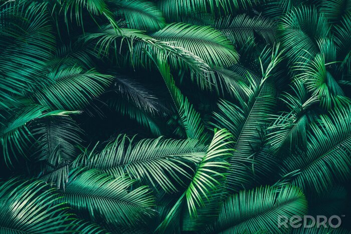 Papier peint  Tropical forest natural background, nature scene in green tone style
