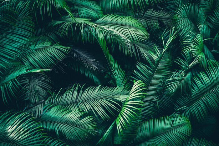 Papier peint  Tropical forest natural background, nature scene in green tone style
