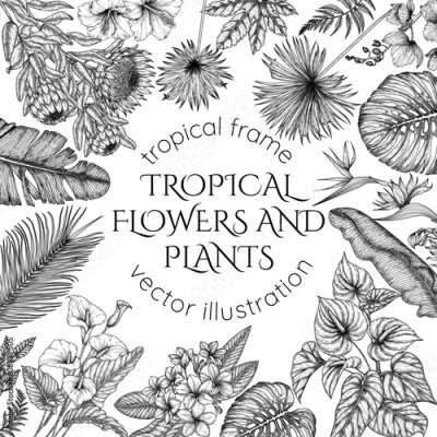 Papier peint  Tropical garden vector frame in engraving style. Anthurium, aralia, protea, palm and banana leaves, orchid, liviston, sabal, plumeria, zantedeschia, strelitzia, hibiscus