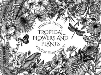 Papier peint  Tropical garden vector frame in engraving style. Anthurium, aralia, protea, palm and banana leaves, orchid, liviston, sabal, plumeria, zantedeschia, strelitzia, hibiscus, butterflies, dragonfly