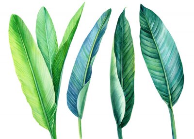Papier peint  tropical green leaves strelitzia on white background, watercolor illustration, botanical painting, jungle design
