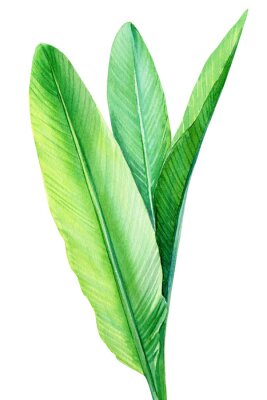 Papier peint  tropical green leaves strelitzia on white background, watercolor illustration, botanical painting, jungle design