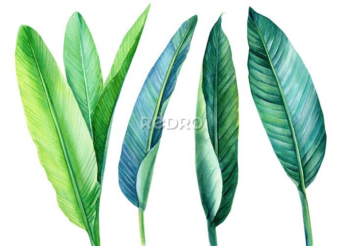 Papier peint  tropical green leaves strelitzia on white background, watercolor illustration, botanical painting, jungle design