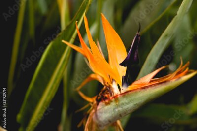 Papier peint  tropical greenery. strelitzia