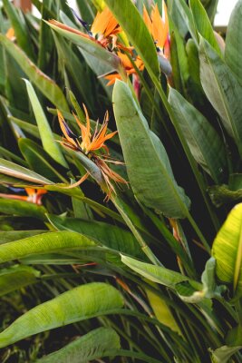 Papier peint  tropical greenery. strelitzia