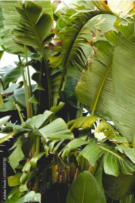 Papier peint  tropical greenery. strelitzia