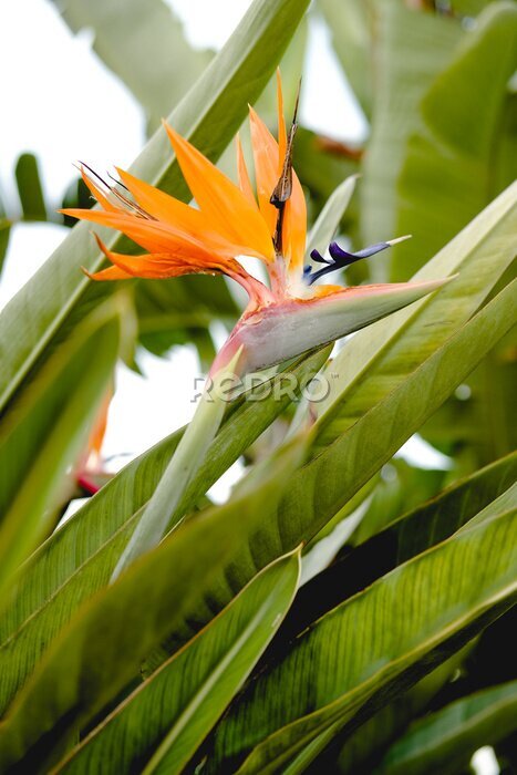 Papier peint  tropical greenery. strelitzia