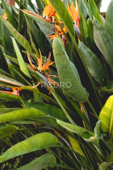 Papier peint  tropical greenery. strelitzia