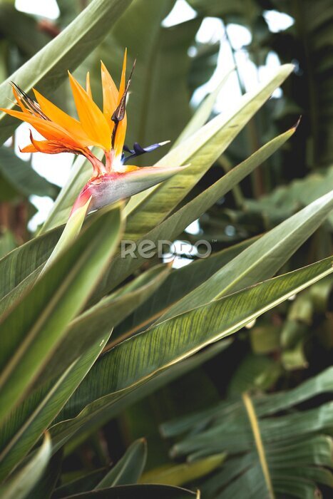 Papier peint  tropical greenery. strelitzia