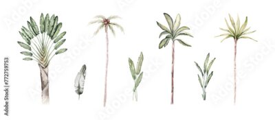 Papier peint  Tropical hand drawn palm leaves, banana palm, monstera, strelitzia on isolated white background, watercolor botanical illustration