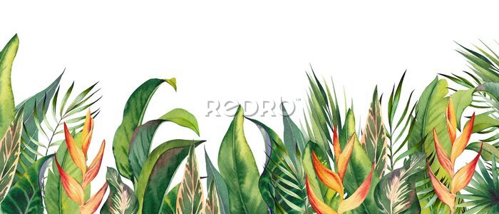 Papier peint  Tropical horizontal border with heliconia flowers and palm leaves. Watercolor illustration on white background.