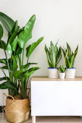 Papier peint  Tropical house plants, Dracaena trifasciata snake plants (Sansevieria trifasciata) and Strelitzia nicolai (Giant White Bird of Paradise) plant, adding freshness and vibrancy to home interior