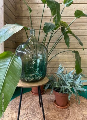 Papier peint  Tropical houseplant, giant white bird of paradise, Strelitzia nicolai and Phlebodium aureum in the interior. Boho chic style. Idea for decorating a summer terrace