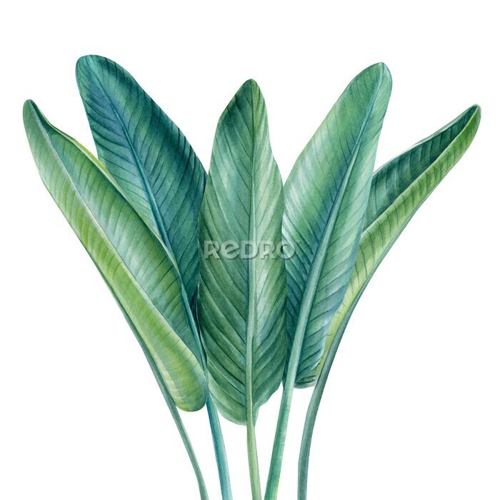Papier peint  Tropical illustration, isolated white background, watercolor strelitzia palm leaves hand drawing