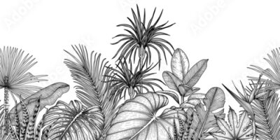Papier peint  Tropical jungle seamless horizontal vector pattern in engraving style. Graphic linear palm and banana leaves, monstera, elephant ear leaf, aralia, strelitzia