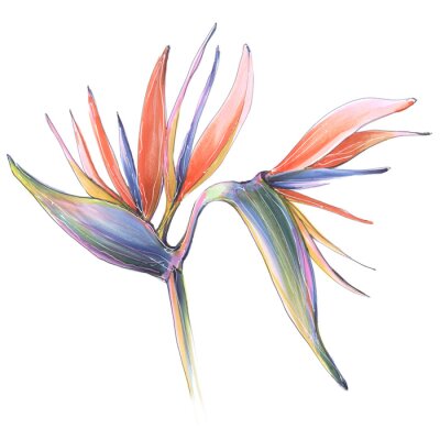 Papier peint  tropical jungle strelitzia flower of paradise illustration