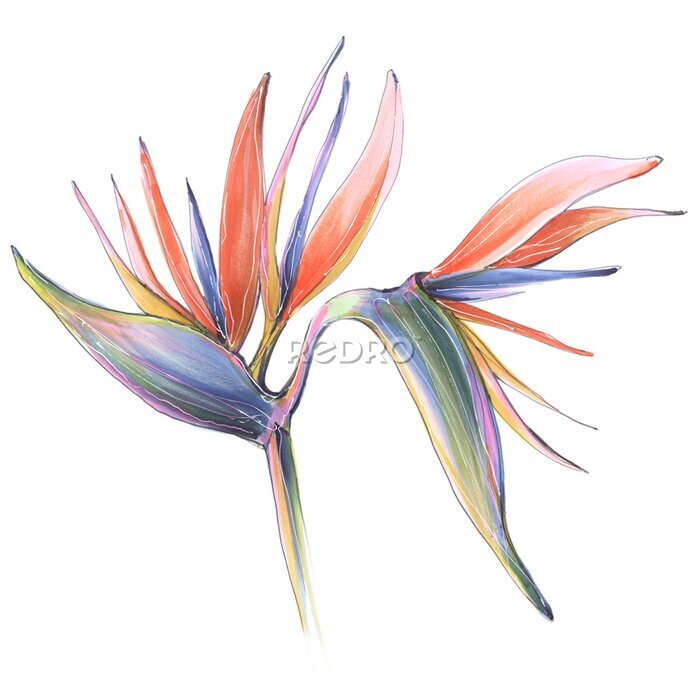 Papier peint  tropical jungle strelitzia flower of paradise illustration