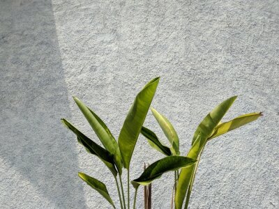 Papier peint  Tropical leaf, green nature on wall background. Strelitzia retinae foliage, Bird of paradise foliage.