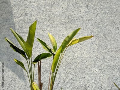 Papier peint  Tropical leaf, green nature on wall background. Strelitzia retinae foliage, Bird of paradise foliage.