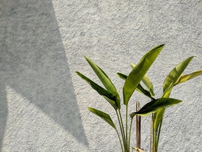 Papier peint  Tropical leaf, green nature on wall background. Strelitzia retinae foliage, Bird of paradise foliage.