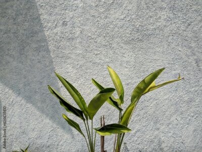 Papier peint  Tropical leaf, green nature on wall background. Strelitzia retinae foliage, Bird of paradise foliage.