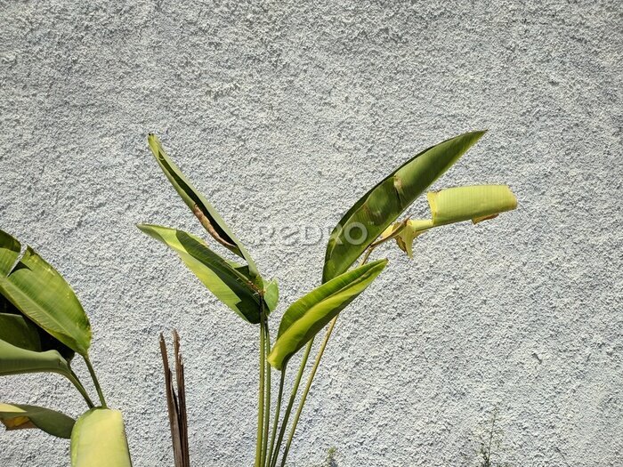 Papier peint  Tropical leaf, green nature on wall background. Strelitzia retinae foliage, Bird of paradise foliage.